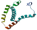 DDB1 And CUL4 Associated Factor 12 Like Protein 2 (DCAF12L2)