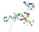 DDB1 And CUL4 Associated Factor 17 (DCAF17)