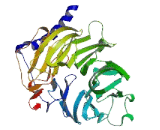 DDB1 And CUL4 Associated Factor 4 Like Protein 2 (DCAF4L2)