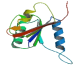 DEAD Box Polypeptide 1 (DDX1)