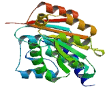 DEAD Box Polypeptide 10 (DDX10)