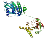 DEAD Box Polypeptide 17 (DDX17)