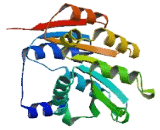 DEAD Box Polypeptide 18 (DDX18)