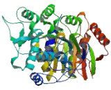 DEAD Box Polypeptide 19B (DDX19B)