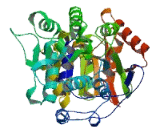 DEAD Box Polypeptide 19A (DDX19A)