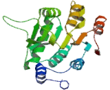 DEAD Box Polypeptide 20 (DDX20)