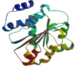 DEAD Box Polypeptide 21 (DDX21)