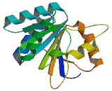 DEAD Box Polypeptide 25 (DDX25)