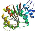 DEAD Box Polypeptide 27 (DDX27)