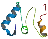 DEAD Box Polypeptide 31 (DDX31)