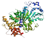 DEAD Box Polypeptide 33 (DDX33)