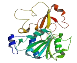 DEAD Box Polypeptide 34 (DDX34)