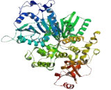 DEAD Box Polypeptide 35 (DDX35)