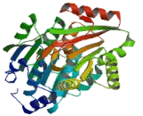 DEAD Box Polypeptide 39 (DDX39)