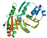 DEAD Box Polypeptide 3, X-Linked (DDX3X)