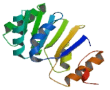 DEAD Box Polypeptide 41 (DDX41)