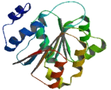 DEAD Box Polypeptide 43 (DDX43)