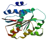 DEAD Box Polypeptide 46 (DDX46)