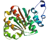 DEAD Box Polypeptide 47 (DDX47)