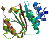 DEAD Box Polypeptide 49 (DDX49)