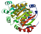 DEAD Box Polypeptide 52 (DDX52)