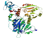 DEAD Box Polypeptide 53 (DDX53)