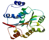 DEAD Box Polypeptide 54 (DDX54)