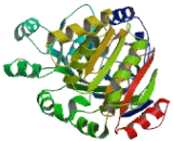 DEAD Box Polypeptide 59 (DDX59)