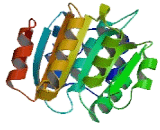 DEAD Box Polypeptide 6 (DDX6)