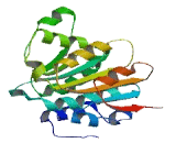 DEAD Box Polypeptide 60 Like Protein (DDX60L)