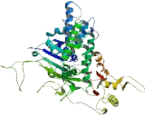 DEAD/H Box Polypeptide 11 (DDX11)