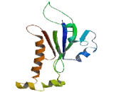 DEAD/H Box Polypeptide 12 (DDX12)