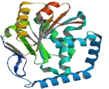 DEAH Box Polypeptide 9 (DHX9)