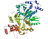 DEAQ Box RNA Dependent ATPase 1 (DQX1)