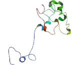 DENN/MADD Domain Containing Protein 1B (DENND1B)