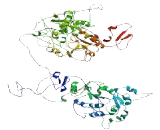 DENN/MADD Domain Containing Protein 2A (DENND2A)