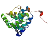 DENN/MADD Domain Containing Protein 4C (DENND4C)