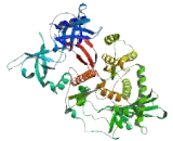 DIS3 Mitotic Control Homolog Like Protein (DIS3L)