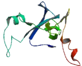 DIX Domain Containing Protein 1 (DIXDC1)