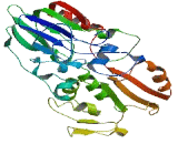 DNA Cross Link Repair 1A Protein (DCLRE1A)