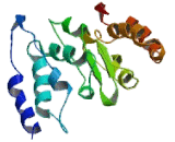 DNA Damage Inducible Transcript 4 (DDIT4)