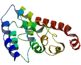 DNA Damage Inducible Transcript 4 Like Protein (DDIT4L)