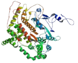 DNA Directed RNA Polymerase, Mitochondrial (POLRMT)