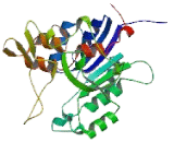 DNA Methyltransferase 3A (DNMT3A)