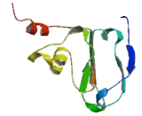 DNL-Type Zinc Finger Protein (DNLZ)