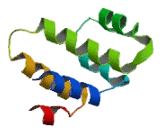 Death Domain Containing Protein 1 (DTHD1)