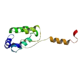 Death Effector Domain Containing Protein 2 (DEDD2)