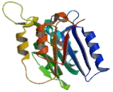 Debranching Enzyme Homolog 1 (DBR1)