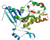 Decapping Enzyme Scavenger (DCPS)