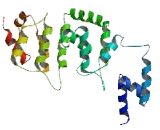 Defective In Cullin Neddylation 1, Domain Containing Protein 1 (DCUN1D1)